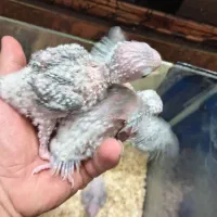 جوجه گرینچیک آناناسی