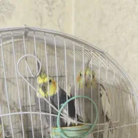 عروس هلندی|پرنده|پاکدشت, پاکدشت (مامازند)|دیوار