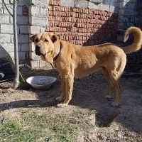 ماده شکم طلا