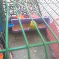 یه دونه مرغ عشق نر فروخته میشود