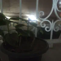 ۲ عدد حسن یوسف