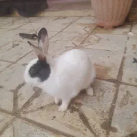 خرگوش|موش و خرگوش|بجنورد, |دیوار