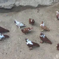 13 عدد ککیلی بالا