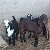 بزغاله دورگ سبک