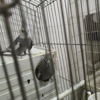 عروس هلندی تخم گذار|پرنده|تهران, شهید اسدی|دیوار