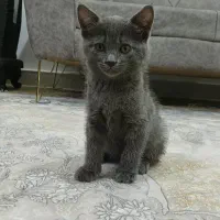 گربه