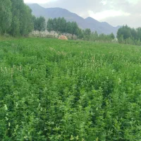 یونجه خالص چین سوم