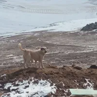 سگه گله ای