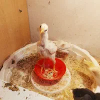 جوجه لاری اصل