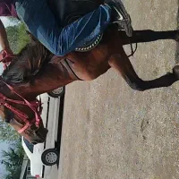 اسب ۴نیم ساله سواری|اسب و تجهیزات اسبسواری|رشت, گلباغ نماز|دیوار