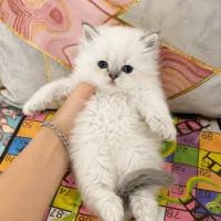 مجموعه گربه‌های اصیل ( میوهاپ )