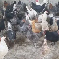 مرغ بومی|حیوانات مزرعه|خمینی‌شهر, |دیوار