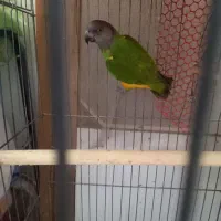 سنگال