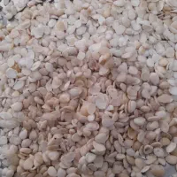 مغز هسته زردالو به صورت شیرین