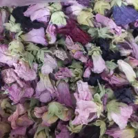 فروش گل ختمی