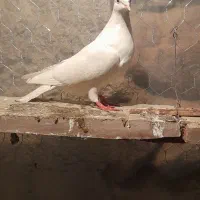 کبوتر های پرشی عالی ساعت بالا|پرنده|مشگین شهر, |دیوار