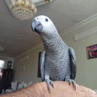 جوجه کاسکو دون خور