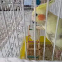 عروس هلندی ماده