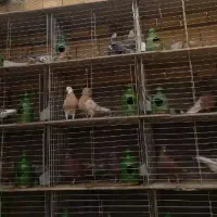 جفت کن کبوتر