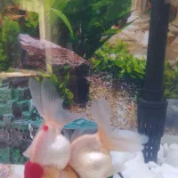 یک جفت ماهی گلد فیش معاوضه هم دارن|ماهی|اردبیل, |دیوار