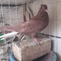 جوجه هیچ سرخ دم سفید کشید