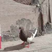 کفتر یهودی|پرنده|مرودشت, ابوذر شمالی|دیوار