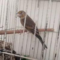 سهره قناری تازه تخت