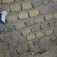 کفتر پرشی|حیوانات|ساروق, |دیوار