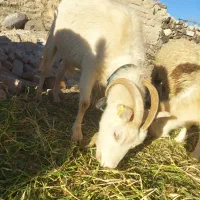 بز سانن|حیوانات مزرعه|سربیشه, |دیوار