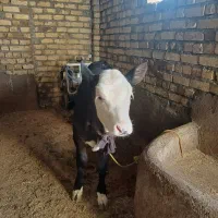 یک عدد گاوشیری|حیوانات مزرعه|قیدار, |دیوار