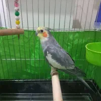 عروس هلندی نر