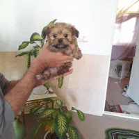 طوله سگ دوماه نیم شیتزو|سگ|مشهد, گلشور|دیوار