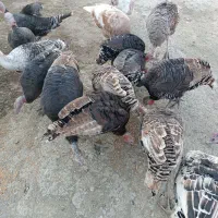 بوقلمون|حیوانات مزرعه|کوهدشت, |دیوار