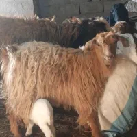 بز ننه بالا دو دندان جوان