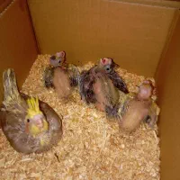 جوجه عروس هلندی|پرنده|شیراز, درکی|دیوار