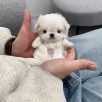 مالتیز عروسکی