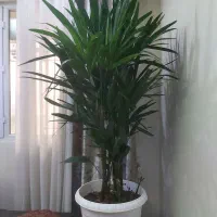 گل طبیعی آپارتمانی بسیار زیبا