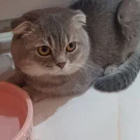 گربه اسکاتیش چین چیلا