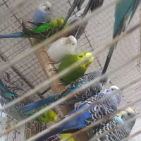۱۶عدد مرغ عشق فروش فقط جمله دونه ۲۵۰