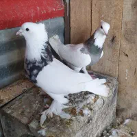 طوقی|پرنده|شاهرود, |دیوار