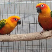 خورشیدی بالغ