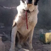 سگ قدریجونی