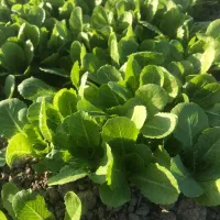 فروش نشا کاهو