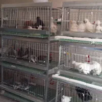 قفس مرغ و خروس