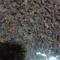 کشمش آفتابی