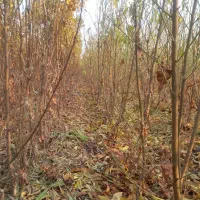 نهالستان|حراج|خسروشاه, |دیوار