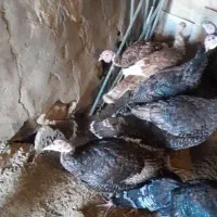 بوقلمون|حیوانات مزرعه|کنگاور, |دیوار