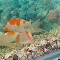 ۱۰ عدد ماهی کوی نژاد کوآکو دونه ایی ۱ میلیون|ماهی|میبد, |دیوار