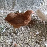 ۱۵ عدد جوجه دوتک بومی و گلپایگانی