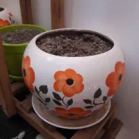 فروش گل و گلدان و استند|گل و گیاه طبیعی|شیراز, محمدیه|دیوار